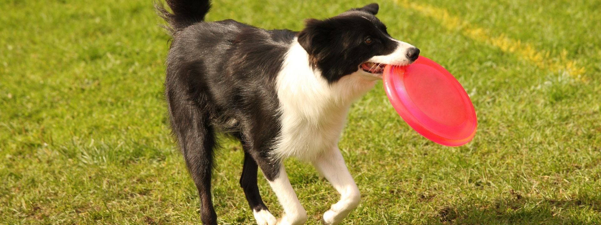 A Hot Day Can Turn Dangerous Fast: What Every Pet Owner Should Know About Heatstroke