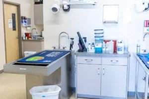Licensed Veterinarian in Layton, UT