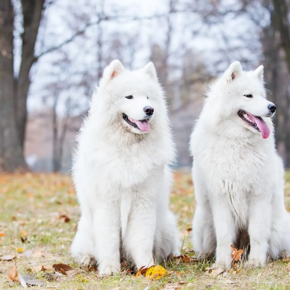 Two white mature dogs