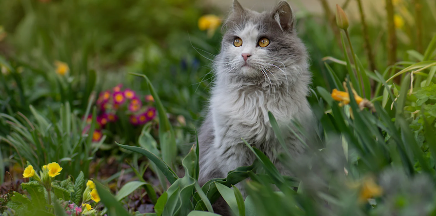 Is Your Garden a Safe Haven for Your Pets? Let’s Make Sure