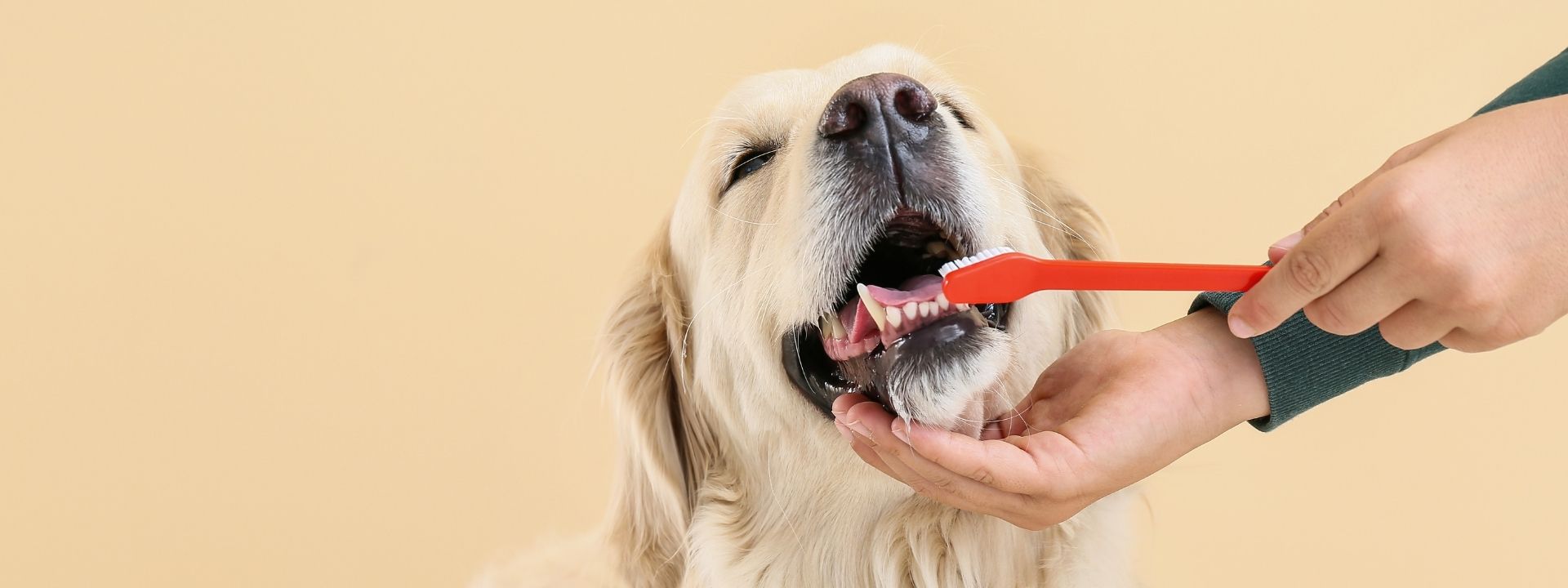 More Than Just Bad Breath: The Hidden Signs of Dental Disease in Layton