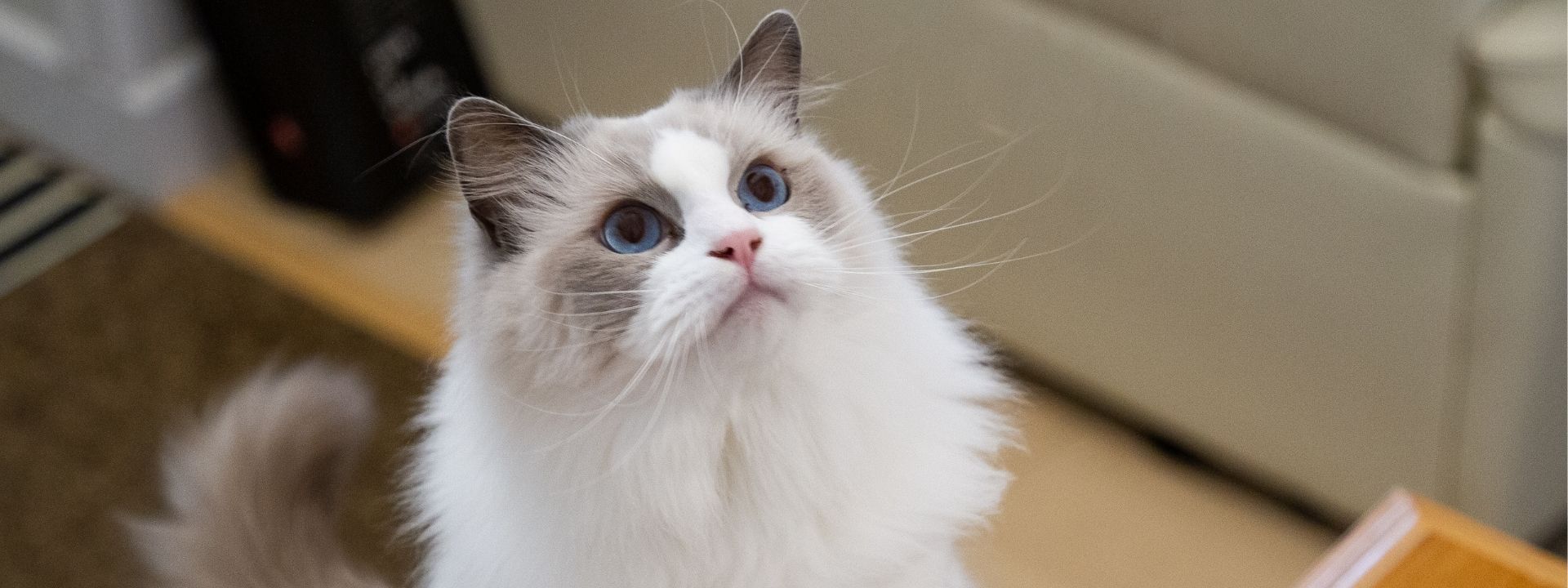 When Pet Anxiety Becomes a Health Concern: Understanding the Signs and Supporting Your Pet’s Emotional Well-Being