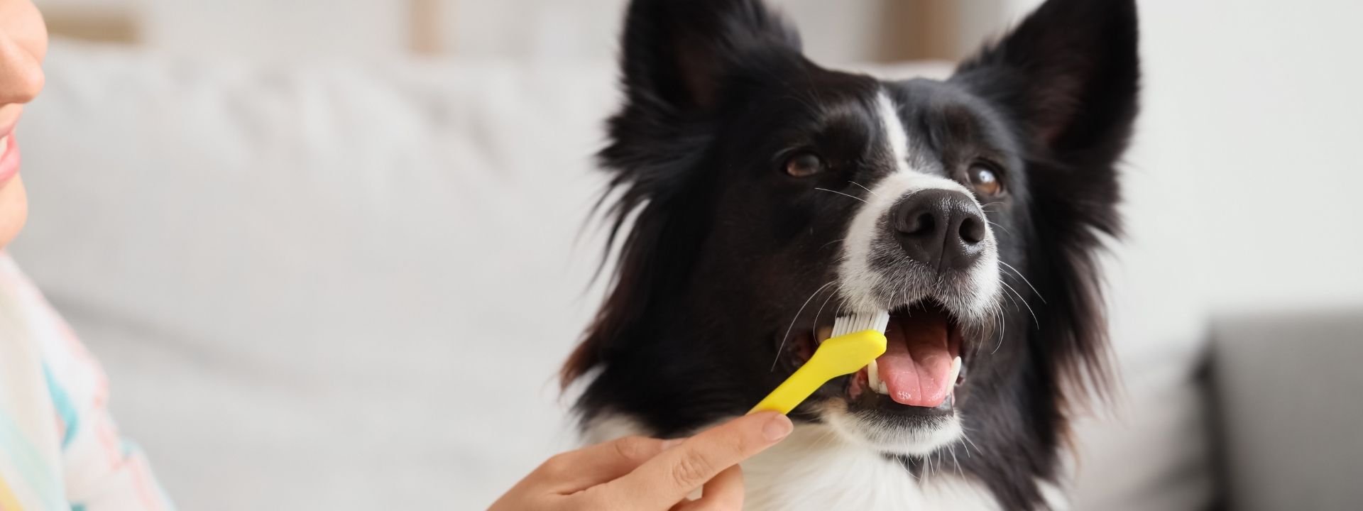 Dental Care That Supports a Lifetime of Health