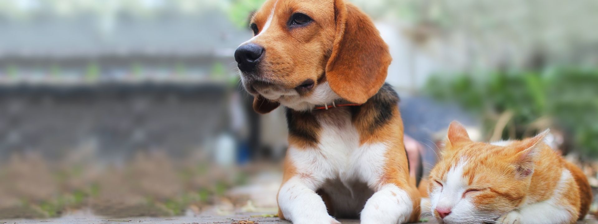 Why Utah Pets Often Develop Seasonal Allergies