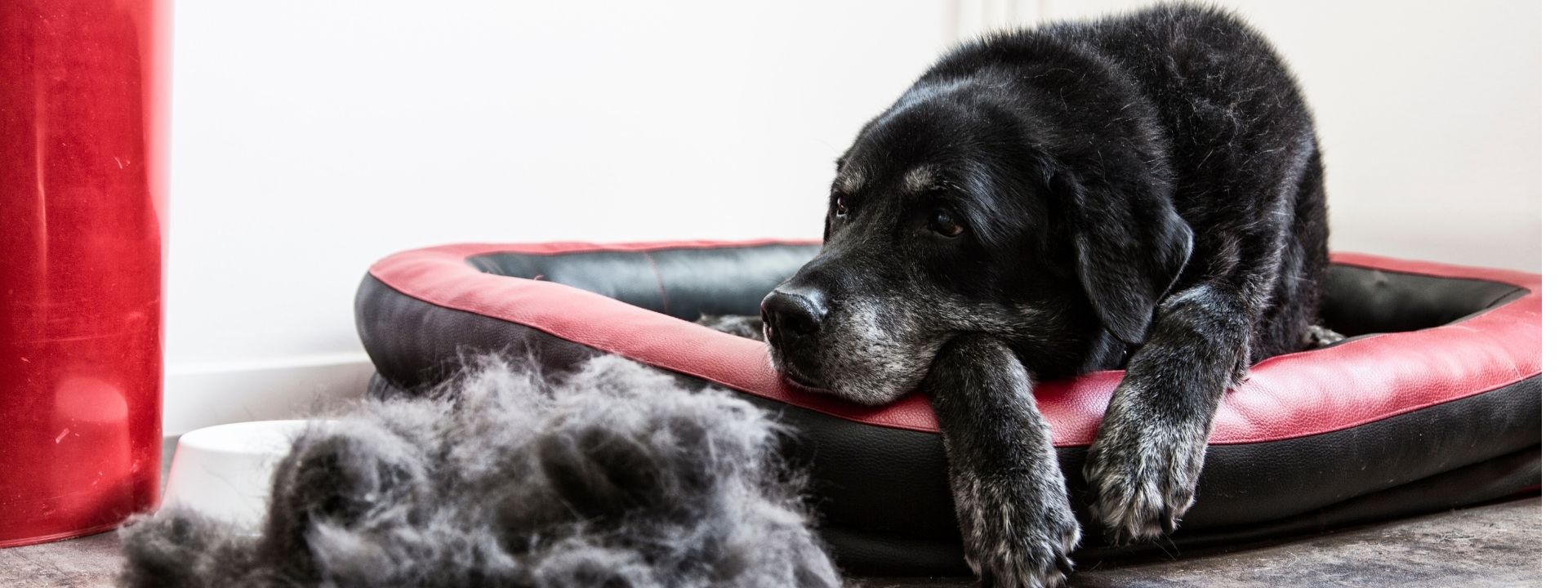 Seasonal Shedding Support: Coat Care Tips for Pets in Layton