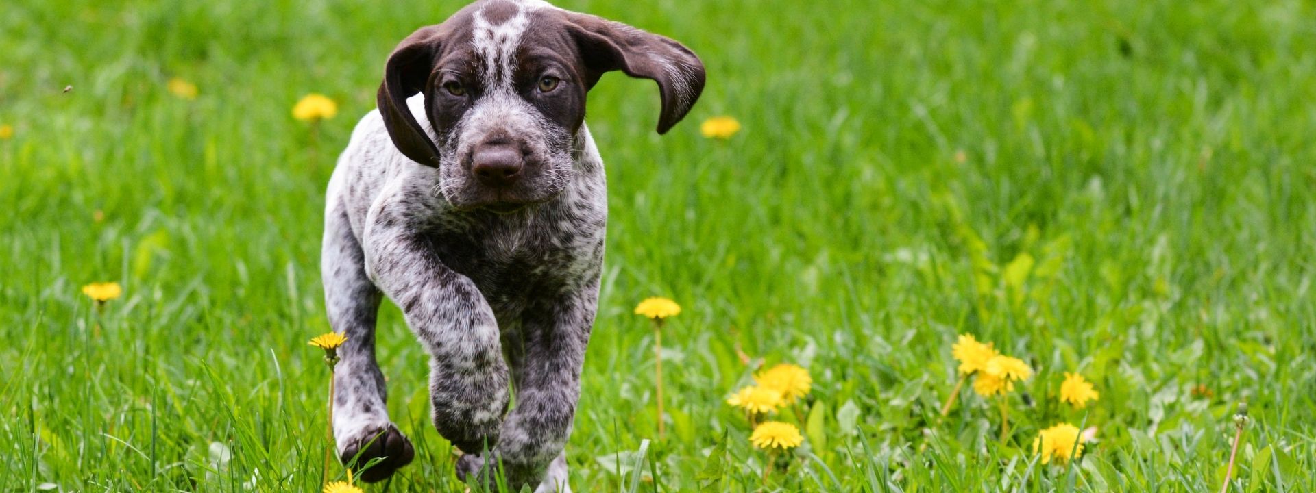 How Spaying and Neutering Helps Keep Pets Safe During Outdoor Adventures