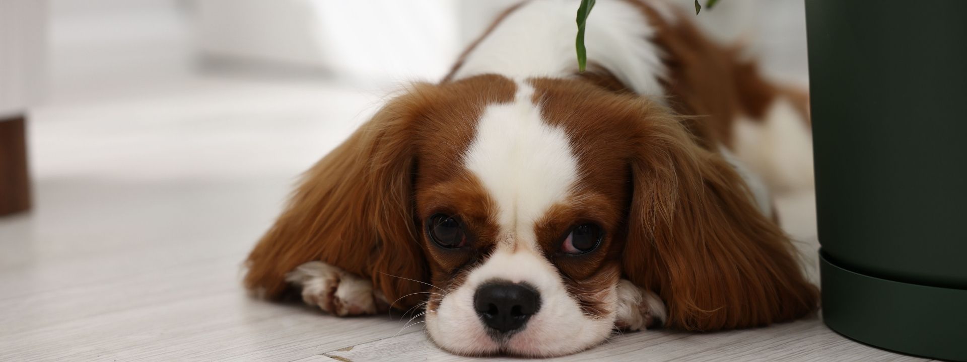 Pet Anxiety Explained: How to Recognize Stress and Fear in Your Dog or Cat