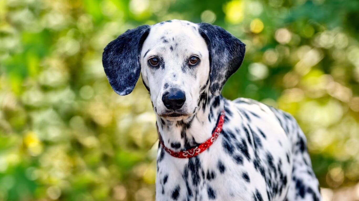 Shorter Days, Longer Walks: Building a Better Fall Routine for Layton Pets