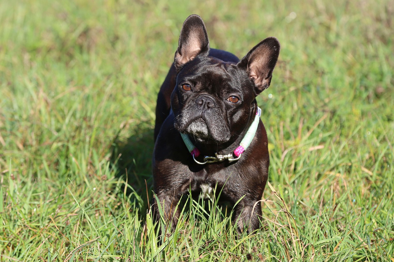 What to Feed a Dog with Diarrhea: A Compassionate Guide from Canyon View Cares Veterinary Hospital
