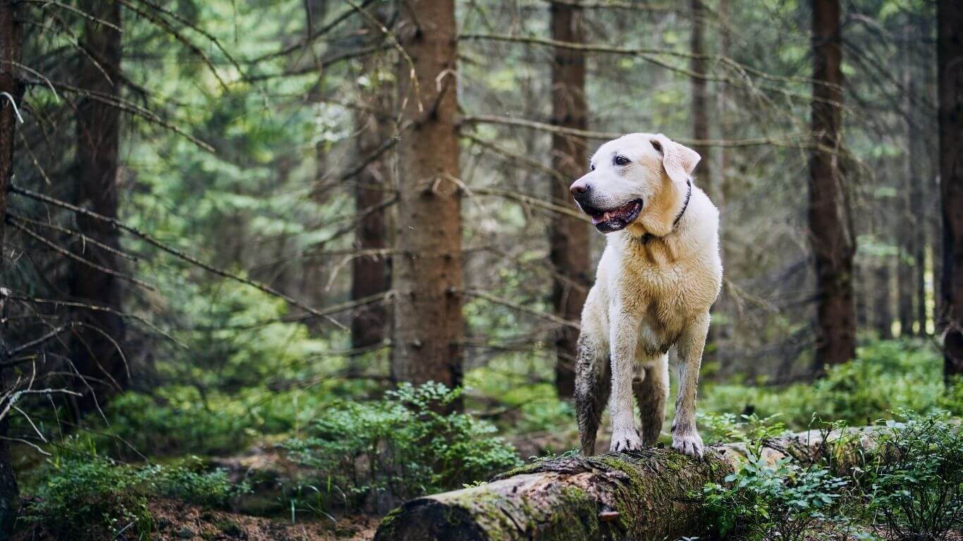 The Couch Is Winning: A Layton Pet Owner’s Guide to Rebuilding Healthy Activity and Weight
