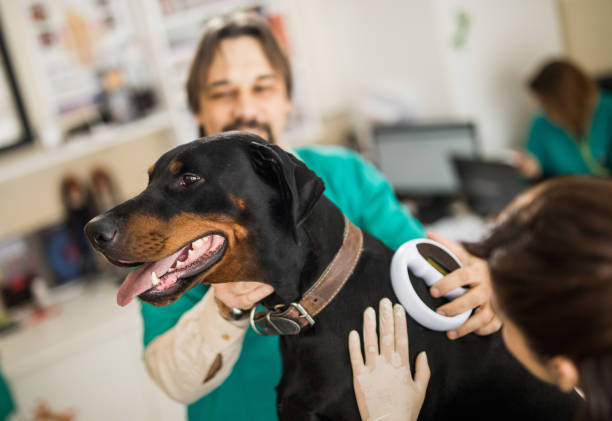 Before the Big Adventures Begin: When to Microchip Your Puppy or Kitten