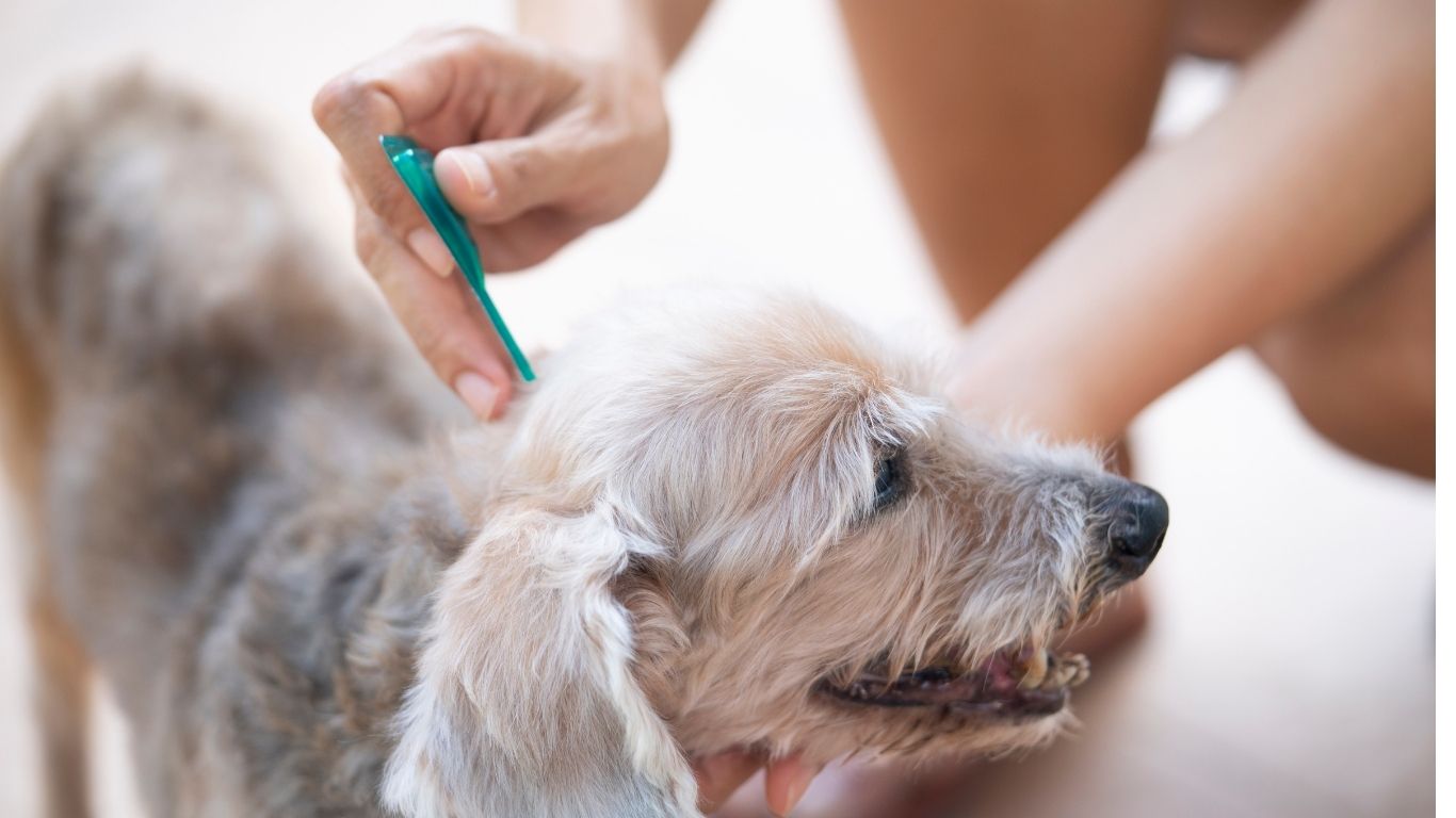 8 Parasite Prevention Mistakes Utah Pet Owners Make: Fleas, Ticks, Mosquitoes, and Heartworms