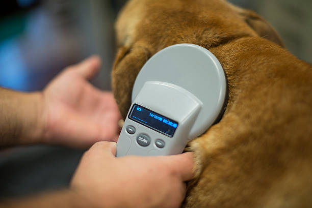 From Appointment to Assurance: How Microchipping Works for Your Pet