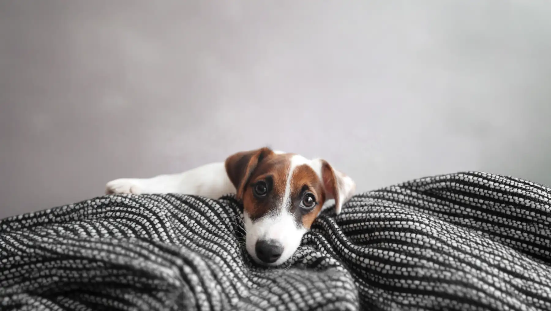 Jack Russel Terrier Relaxing On Blanket
