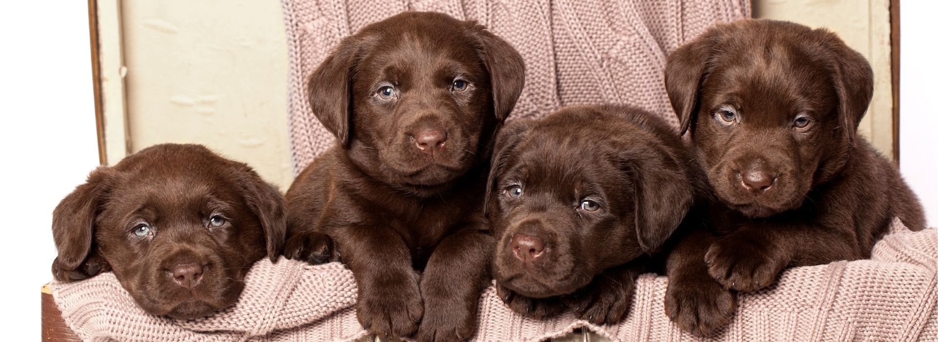 Your Puppy’s Vaccination Guide