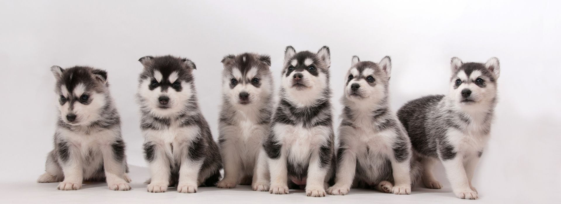 When Parvo Risk Is Highest and Why Timing Matters for Dogs