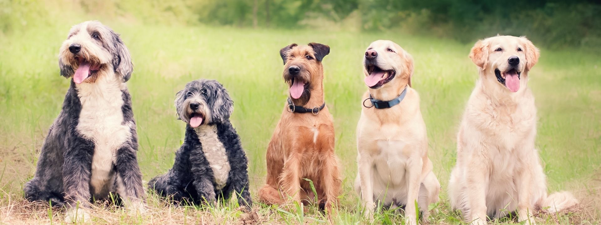 How to Prevent Kennel Cough for Boarding Dogs in Layton