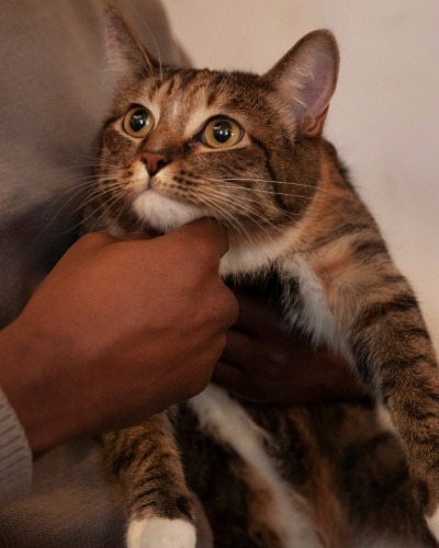 Contact Canyon View Cares Veterinary Hospital
