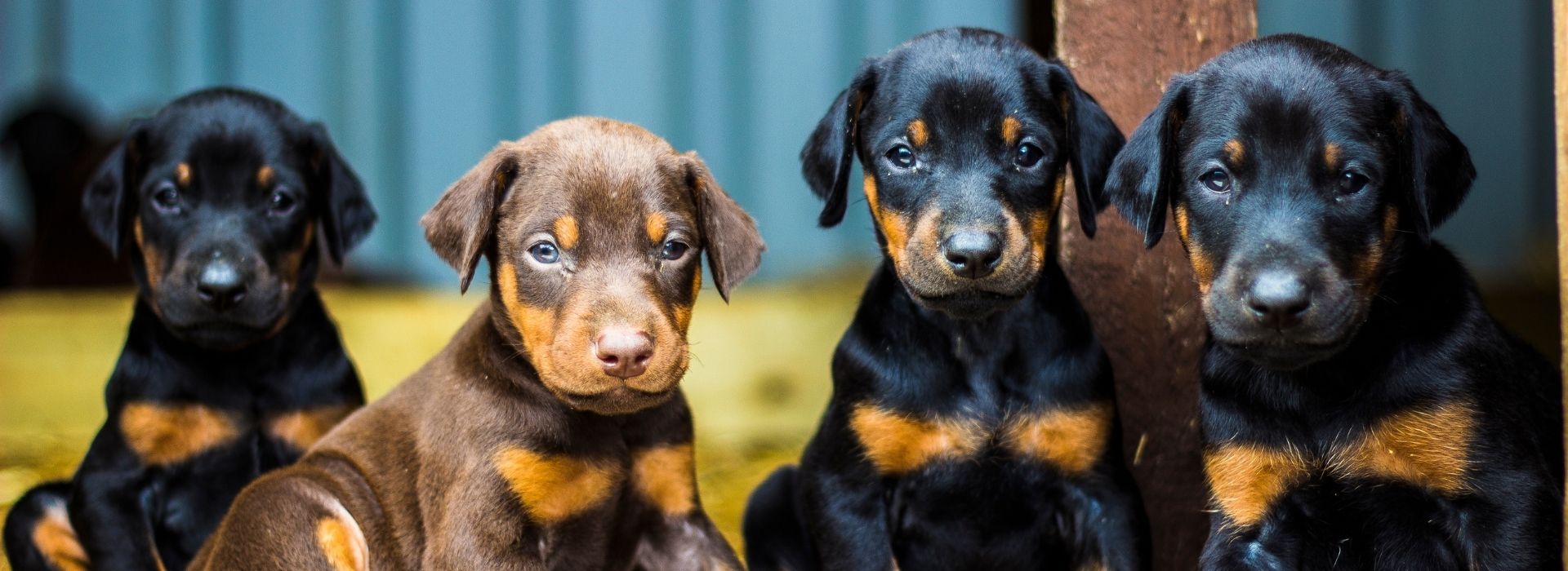 Parvovirus in Dogs: What Layton Pet Owners Need to Know