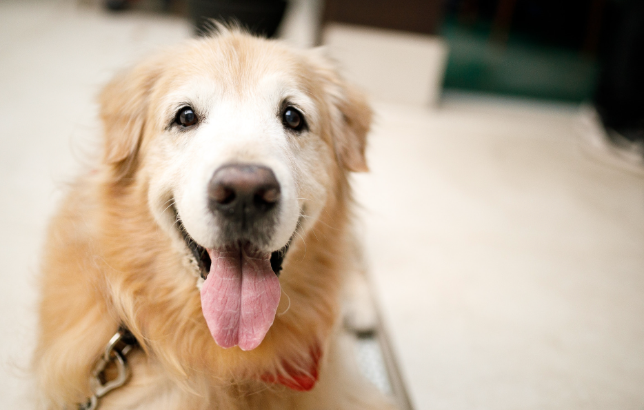 Arthritis Prevention: What Every Pet Owner Should Know