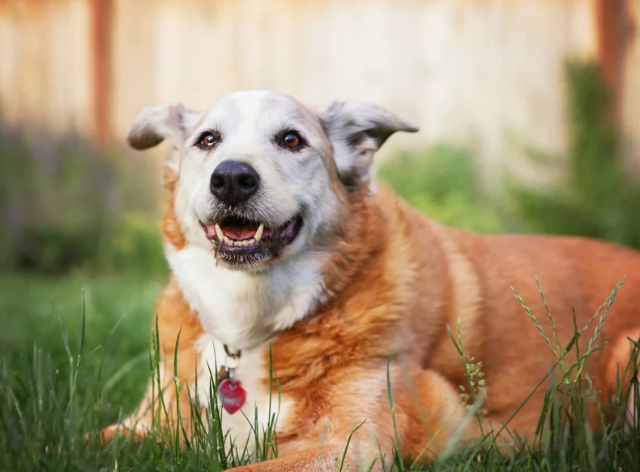 Nutrition & Joint Health: Helping Senior Pets Stay Mobile and Comfortable