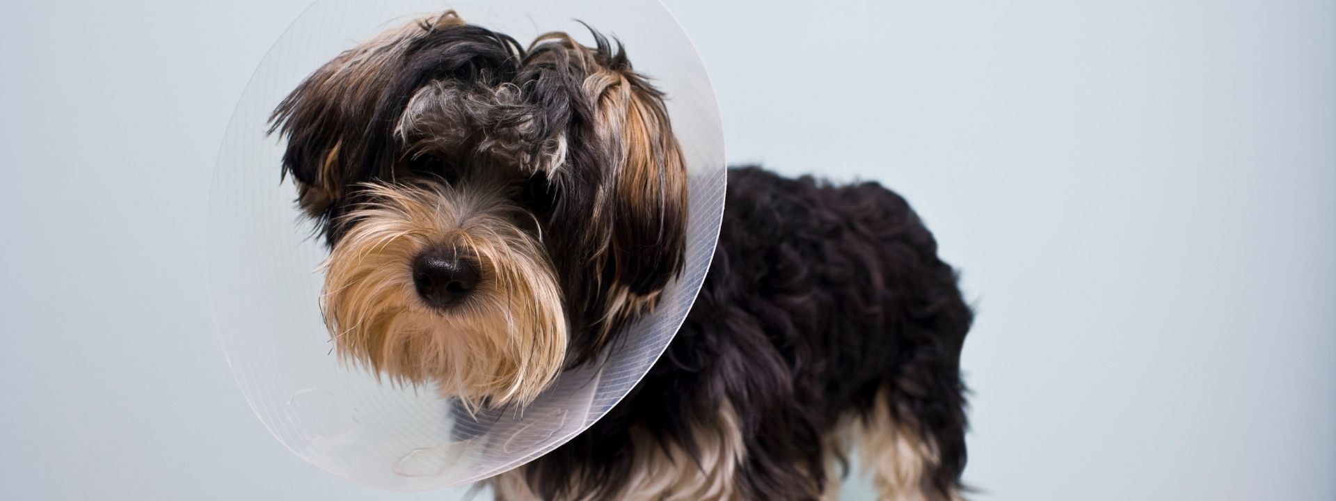 Open Doors, Busy Streets, and Curious Pets: How Spaying and Neutering Can Reduce Outdoor Risks