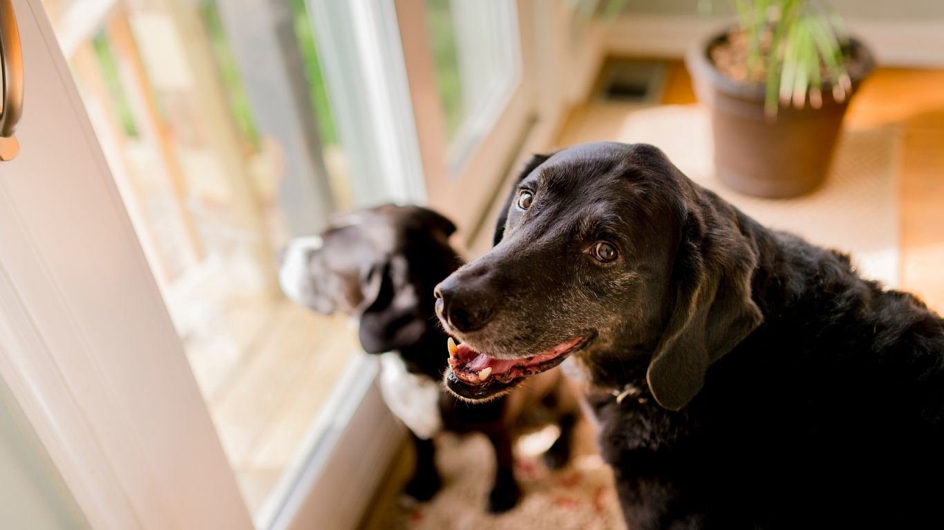 Twodogs