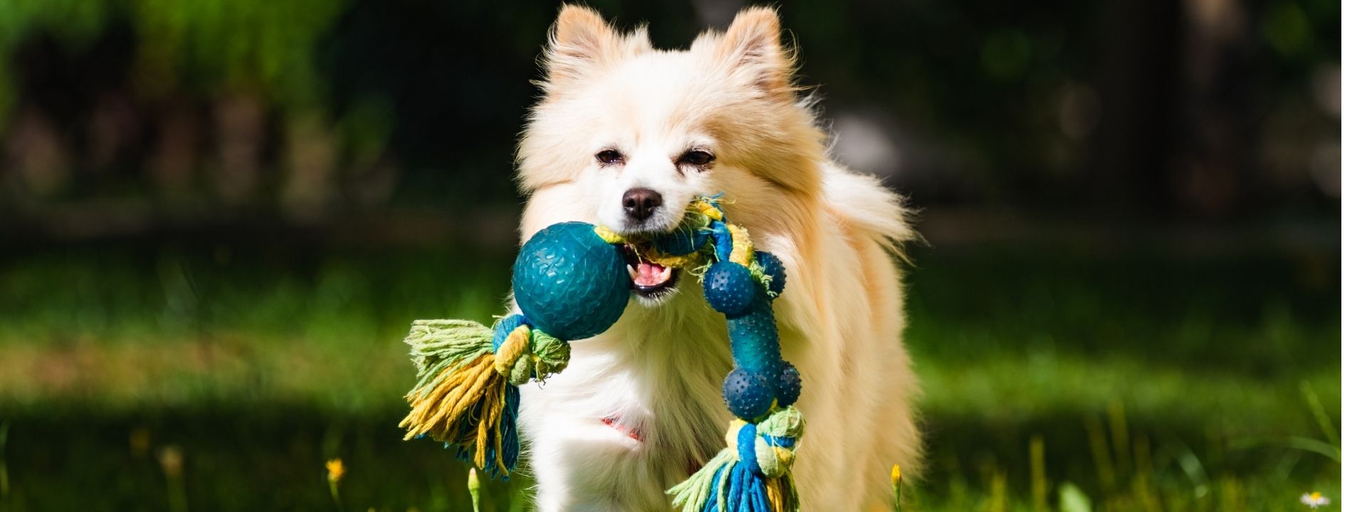 Beyond the Bark: Why Chew Toy Safety Matters More Than You Think
