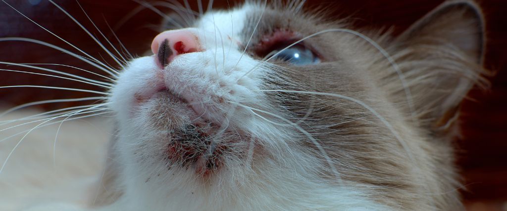 Why Does My Cat Have Chin Acne? Causes and Solutions for Feline Breakouts